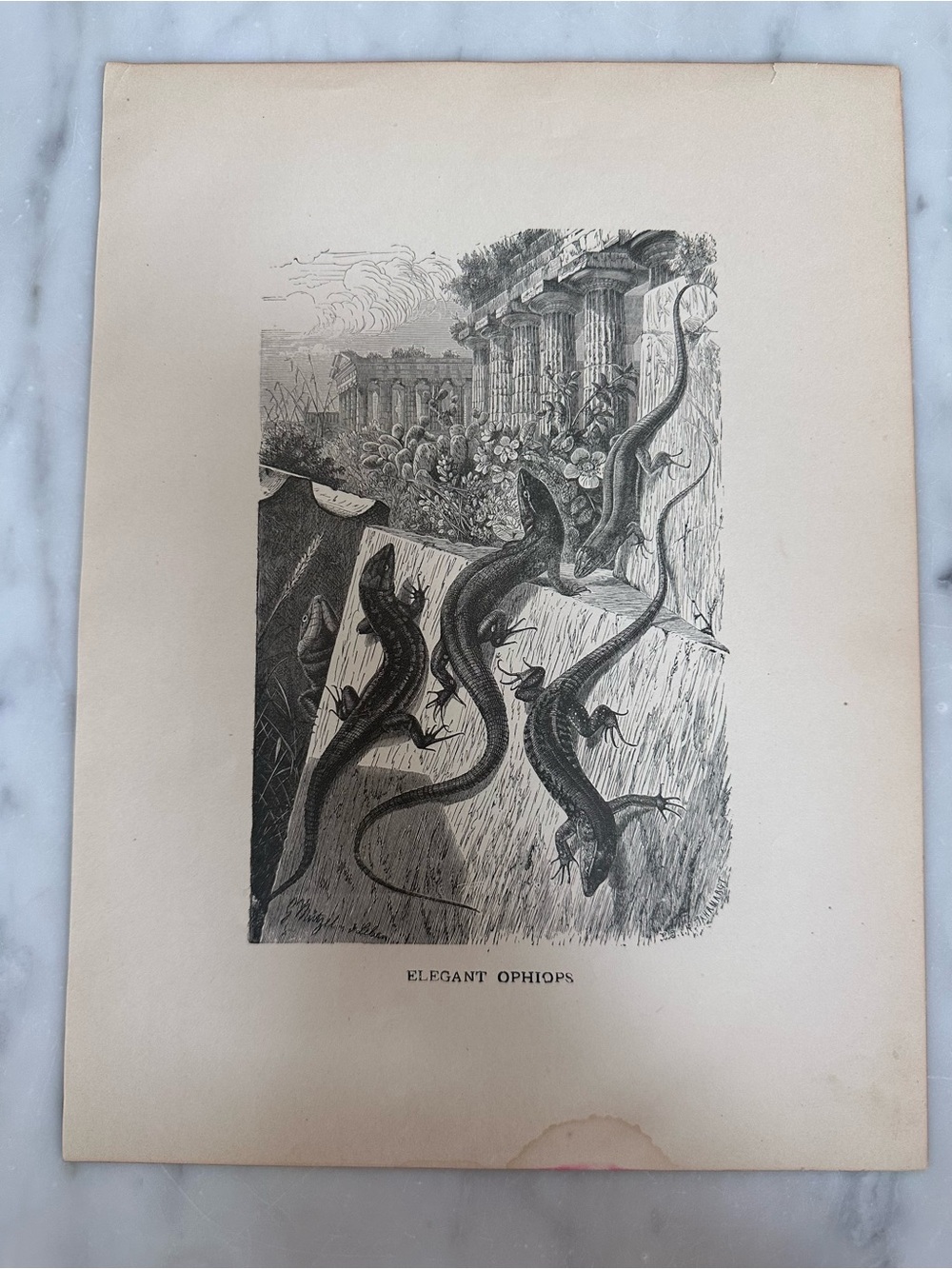 Elegant Ophiops - Lizards - Reptiles - 1898 Prang Wood Engraved Print